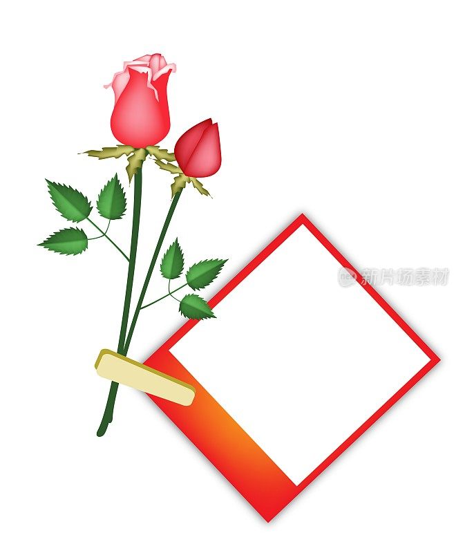 两朵美丽的红玫瑰和空白照片