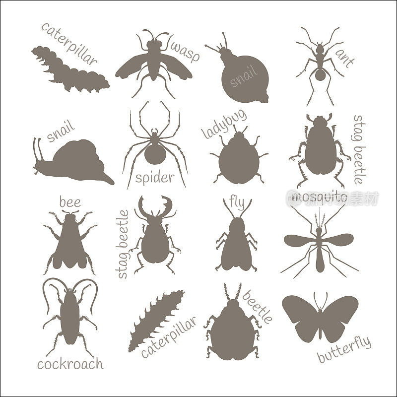 昆虫。轮廓图像。