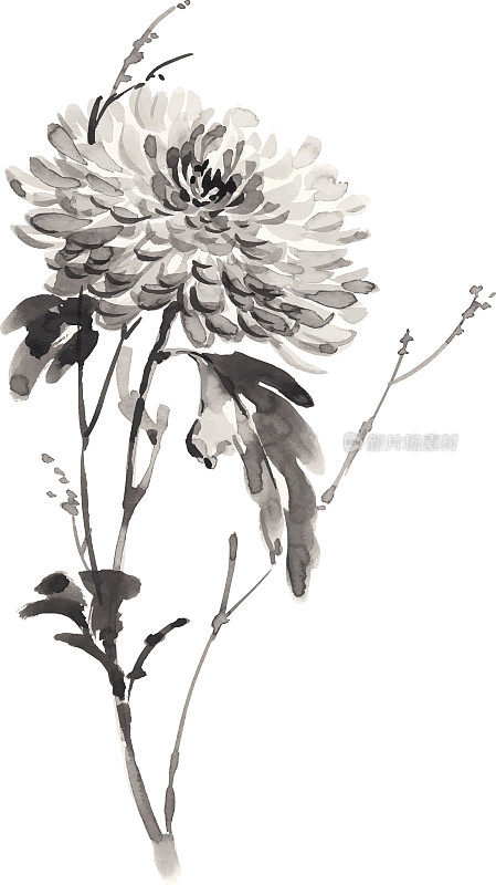 盛开的菊花水墨插画。烟灰墨的风格。