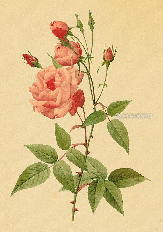 茶玫瑰的古董插图