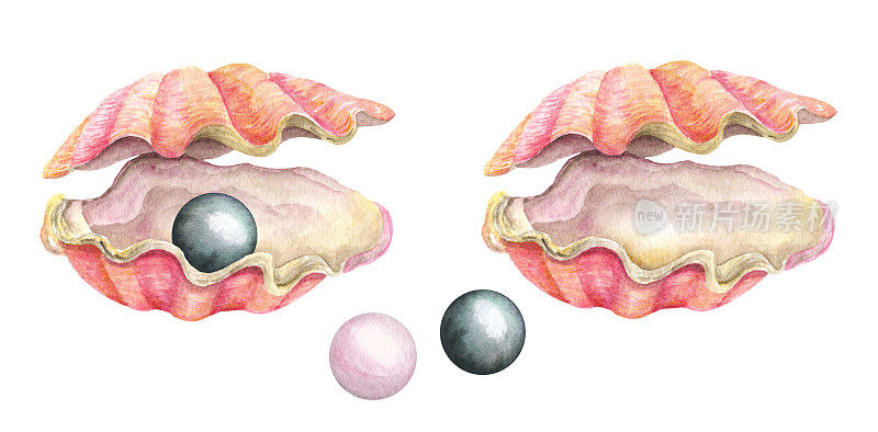 海贝壳和珍珠。水彩插图