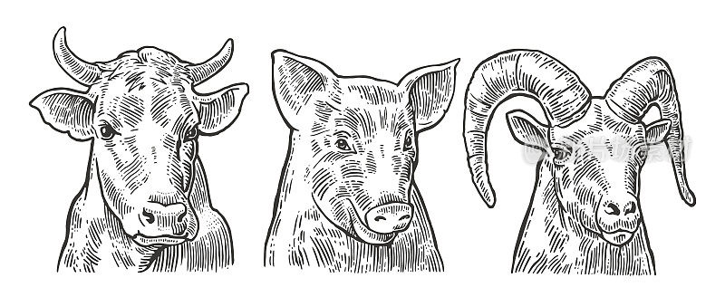 农场动物图标集。猪、牛、羊头隔离