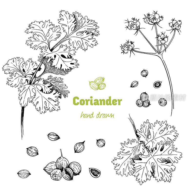 香菜植物，花，叶和种子矢量手绘插图