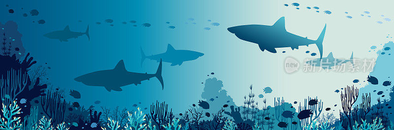 鲨鱼，珊瑚礁，海底和鱼类。