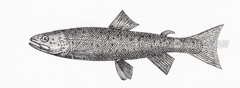 加尔达湖特有的濒危鲑鱼。古董雕刻。