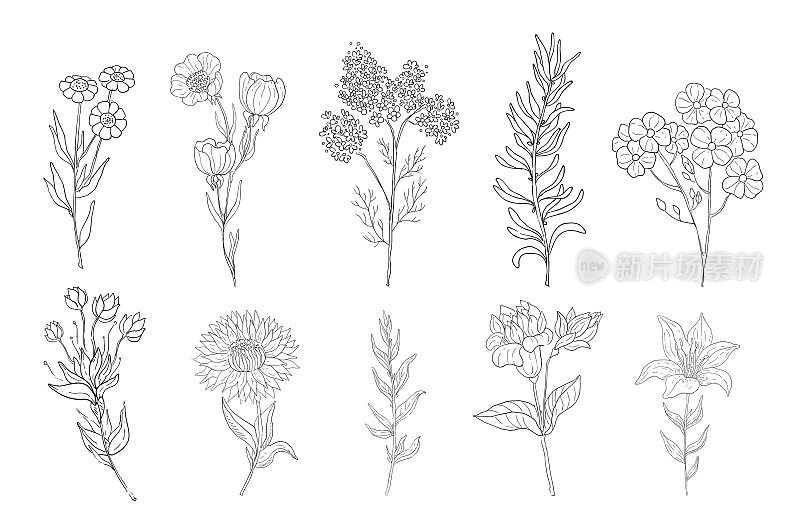 手绘药材，线描植物，花卉背景