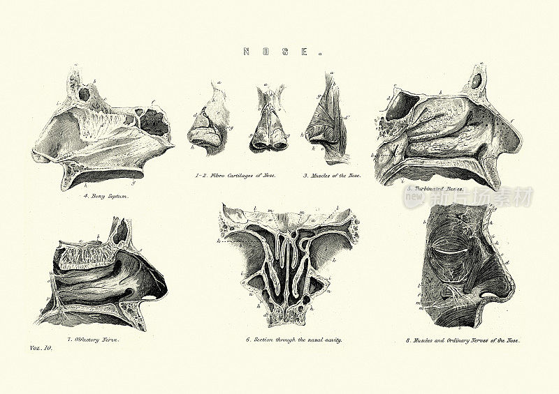 十九世纪维多利亚时代的人类鼻子医学图