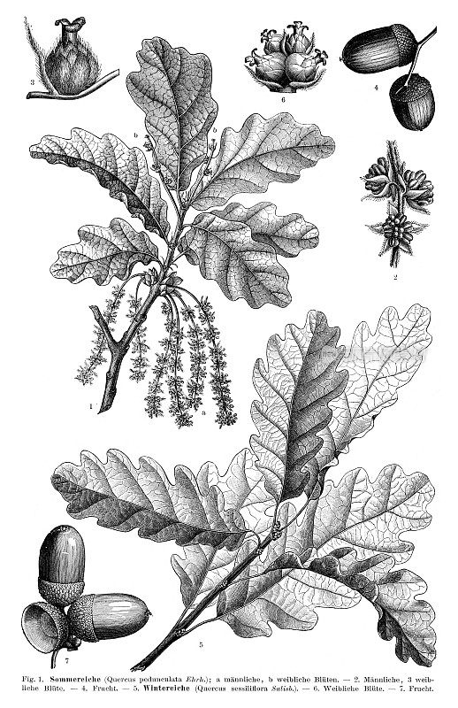 1897年英国橡树叶和种子