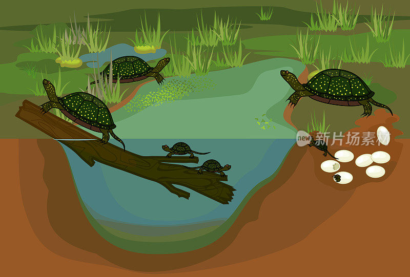 欧洲池塘龟(Emys轮匝龟)的生命周期。有海龟从卵到成年发育阶段顺序的池塘生境