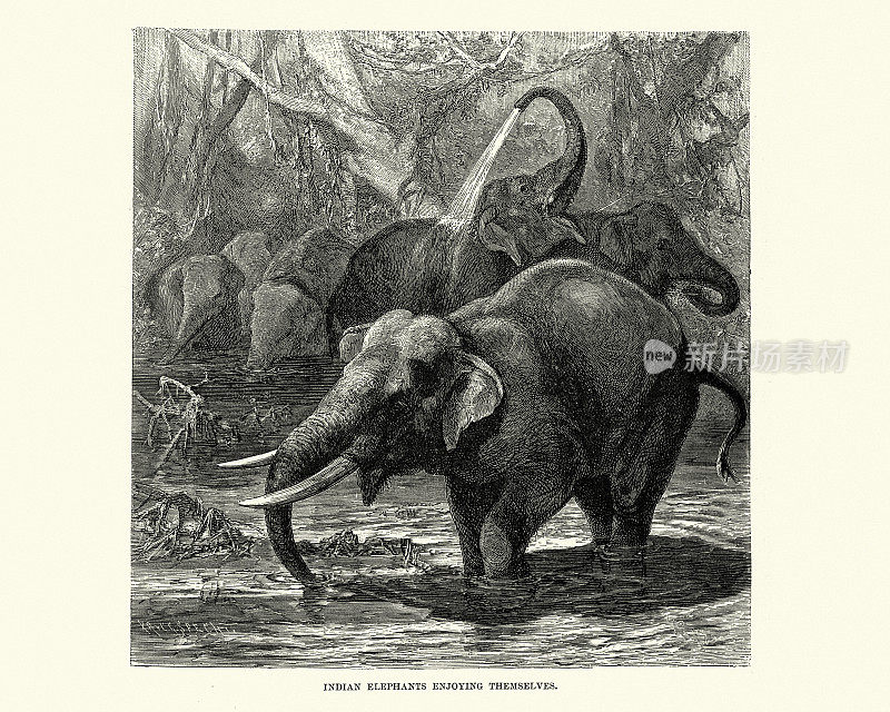 一群印度象在水坑里玩得很开心