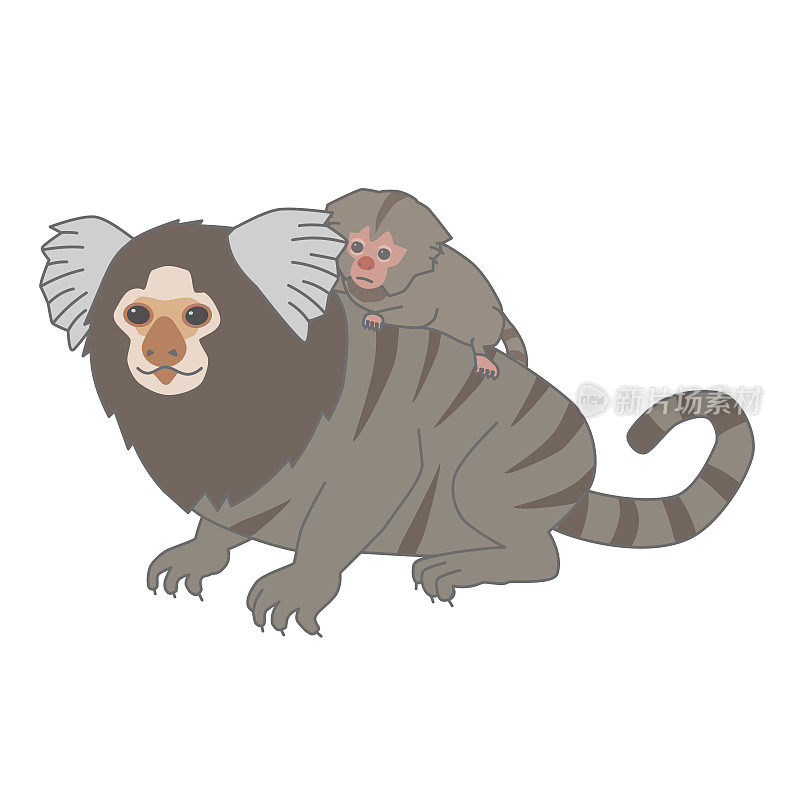 普通绒猴双亲与子女之矢量图