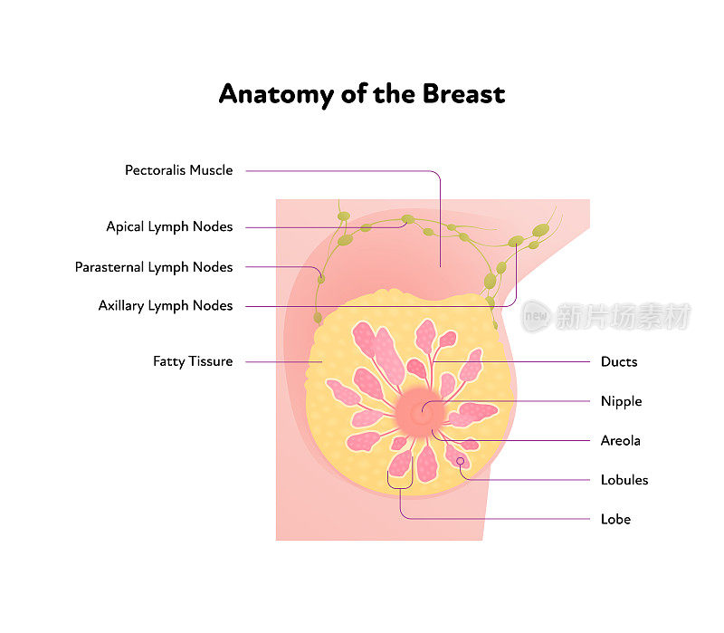 人体乳房解剖图。矢量平面医学插图。在白色背景上孤立的文本的前视图截面图。为医疗、科学、教育而设计。