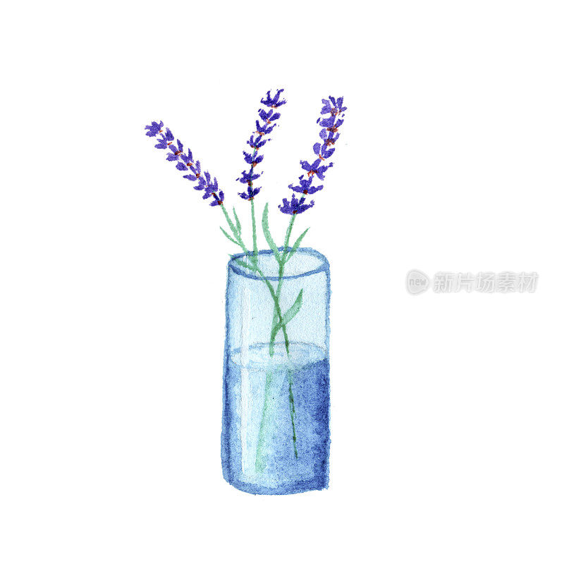 薰衣草花在一杯水孤立的白色背景上，薰衣草静物作为设计元素。