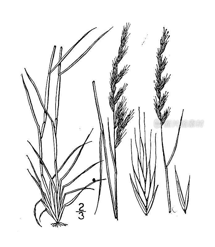 古植物学植物插图:羊茅，细羊茅草