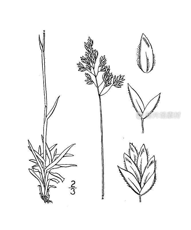古植物学植物插图:阿尔卑斯坡，阿尔卑斯草