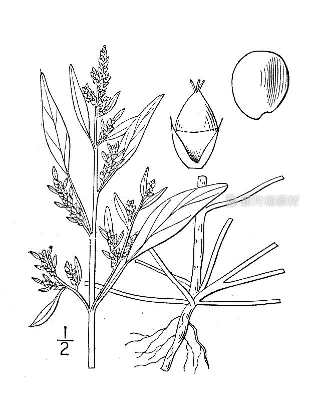 古植物学植物插图:针叶树、西水麻