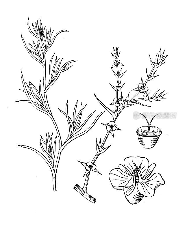 古植物学植物插图:猪毛菜，俄罗斯蓟