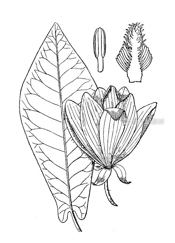 古植物学植物插图:玉兰、玉兰