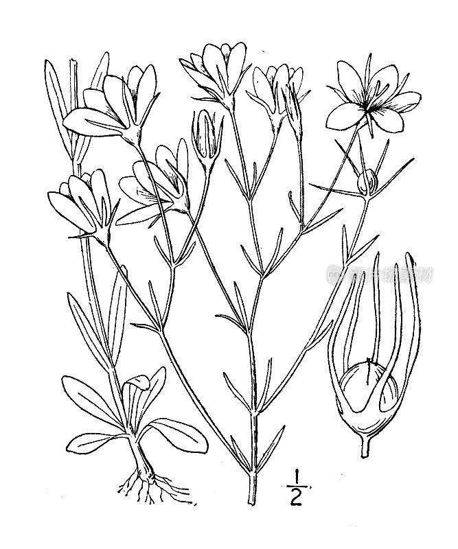 古植物学植物插图:桔梗，细长沼泽粉