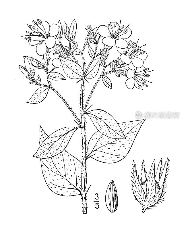 古植物学植物插图:卵形Nama，卵形叶Nama