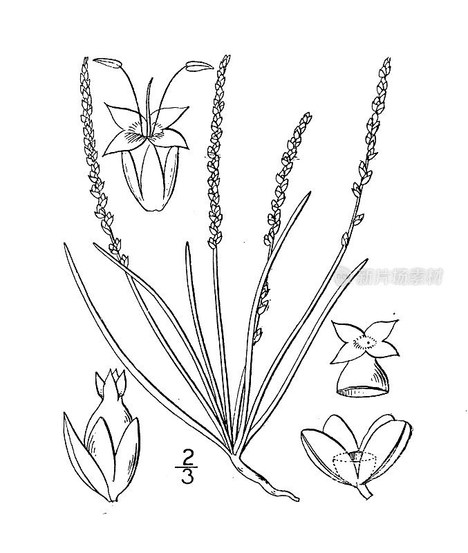 古植物学植物插图:车前草，细长车前草