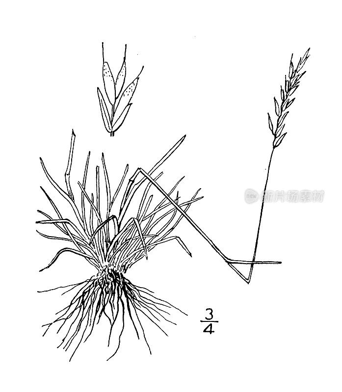 古植物学植物插图:短叶羊茅、短叶羊茅