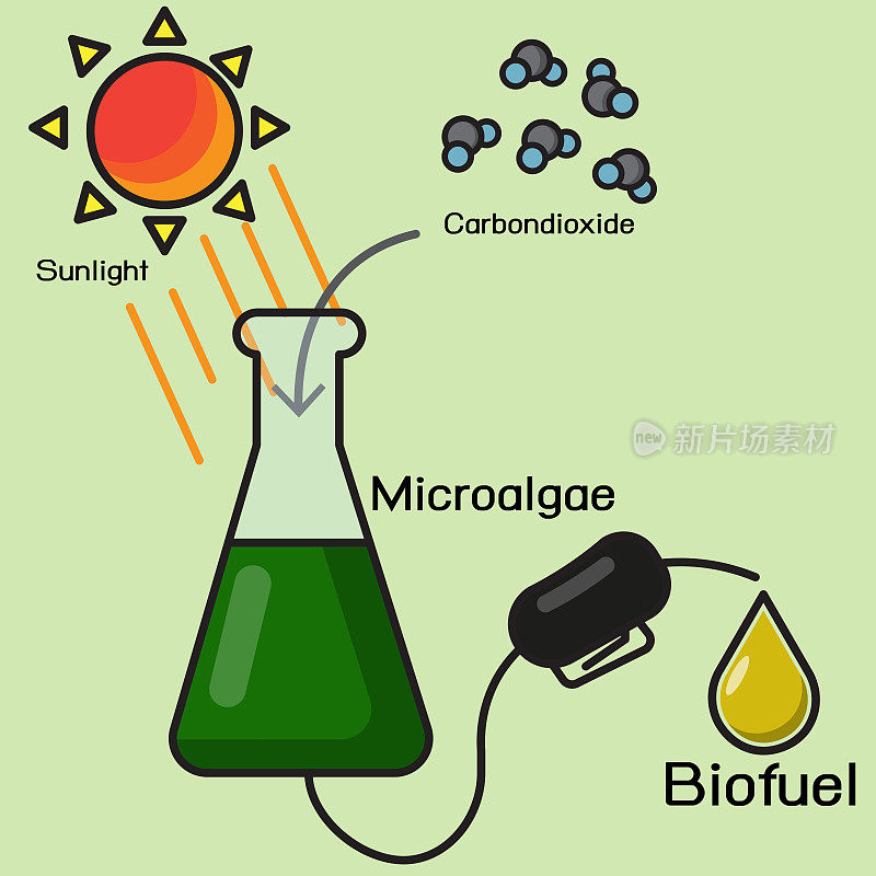 微藻生物燃料