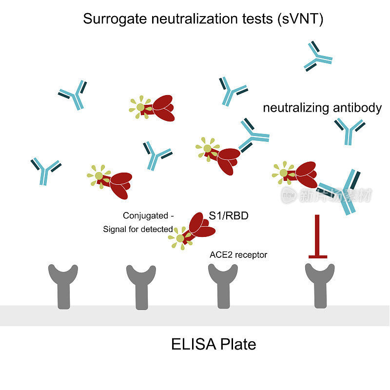 替代性病毒中和试验(竞争性ELISA)检测中和抗体的一般原理
