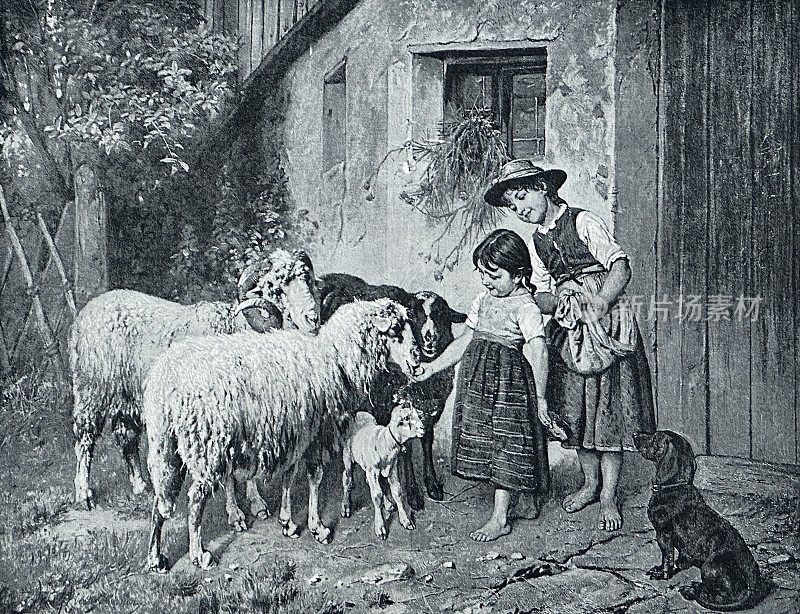 两个光着脚的女孩在谷仓里喂羊，一只腊肠犬看着