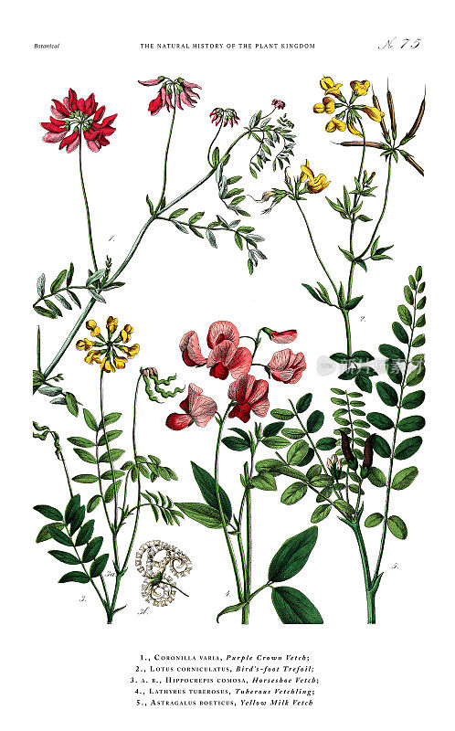 古董植物雕刻，植物王国的历史，维多利亚植物插图，75版，大约1853年