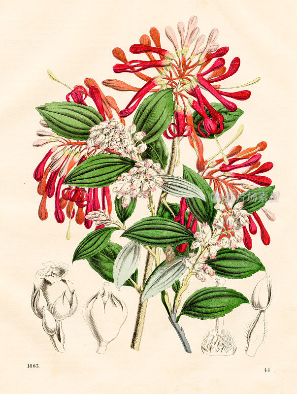 智利火灌木花-非常罕见的盘子从“世界之书”1863