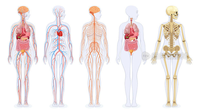 女性人体的骨骼、内脏、循环系统和神经系统。