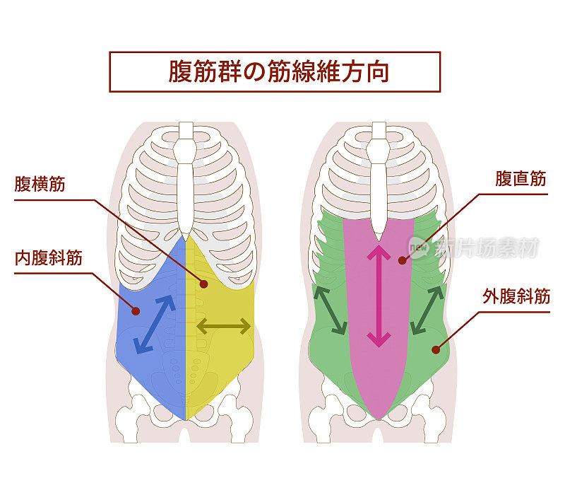 图示腹肌群肌纤维的走向