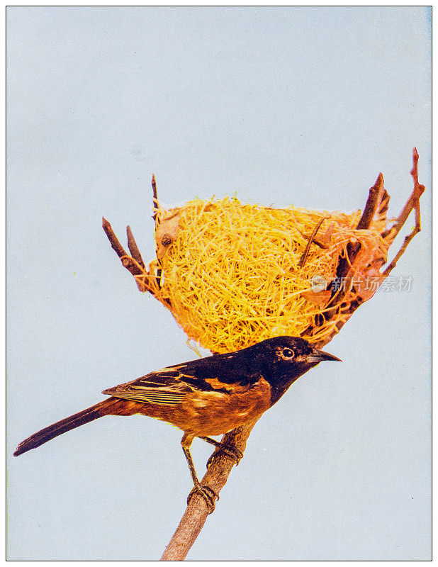 古董鸟类彩色图像:果园黄鹂