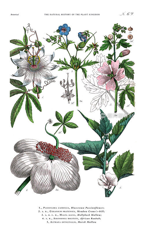 古董植物雕刻，植物王国的历史，维多利亚植物插图，板69，大约1853年