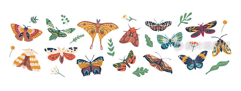 优雅的有翼昆虫，蝴蝶以其鲜艳的色彩和精致的图案而闻名，矢量插图