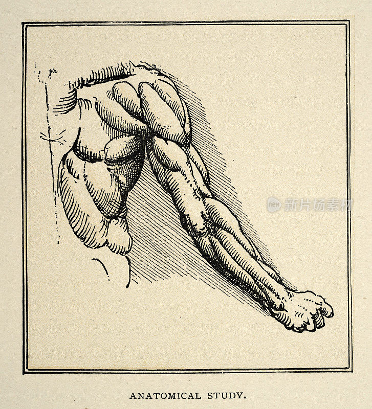 达芬奇素描，解剖研究，手臂肌肉，肩膀，文艺复兴时期的艺术