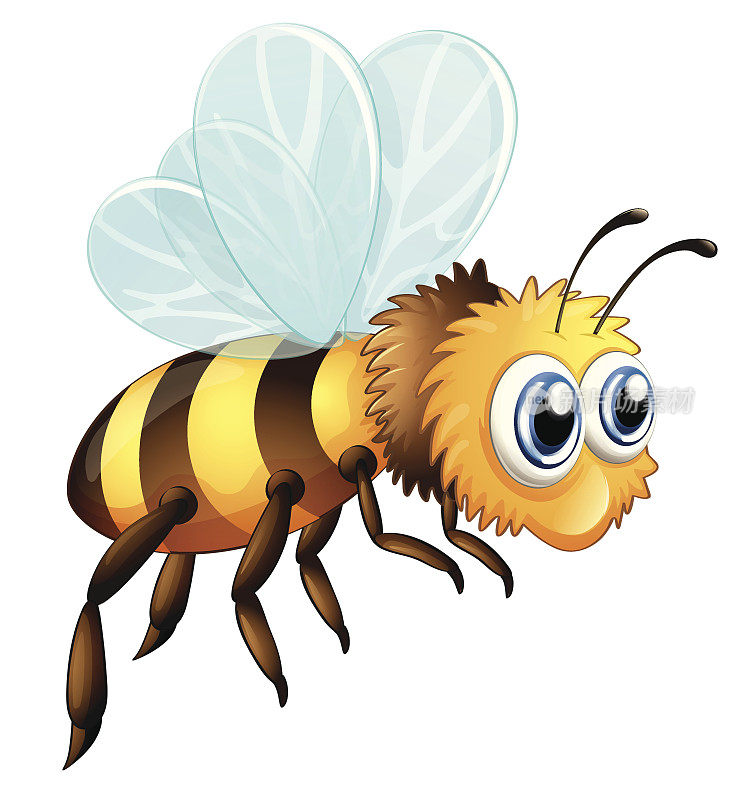 大的蜜蜂