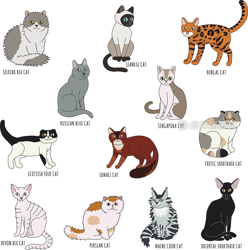 卡通猫品种向量造型集。
