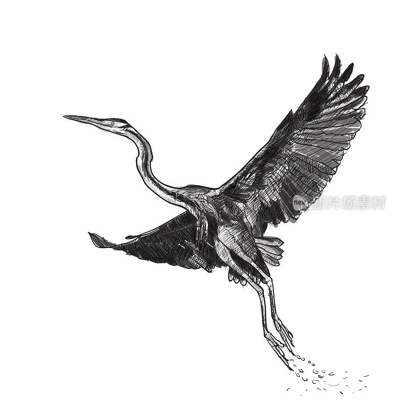 白色背景上的飞翔的紫鹭鸟
