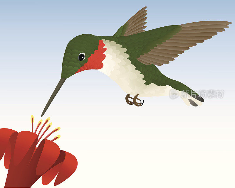 Ruby-Throated蜂鸟