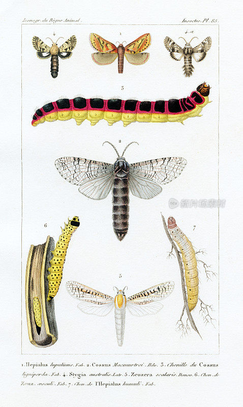《蛾与毛虫》，古代科学版画，1834年