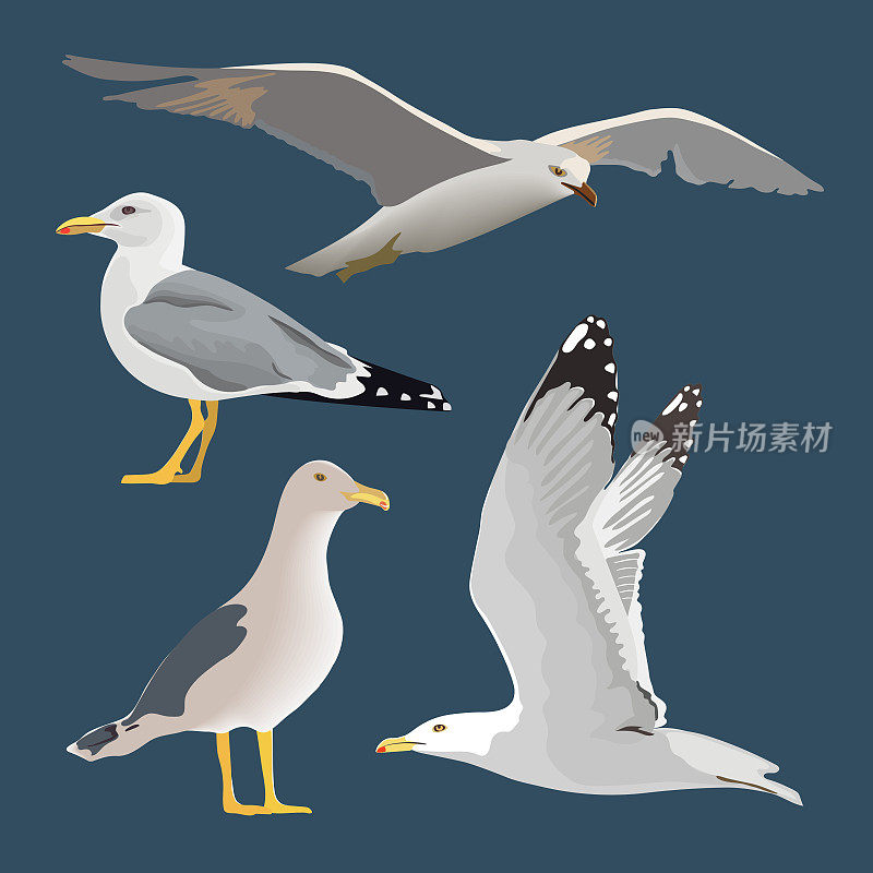 一组四只海鸥。盘旋，翱翔，站立，折翼，休息，好奇。飞翔的海鸥。长脖子，白色羽毛