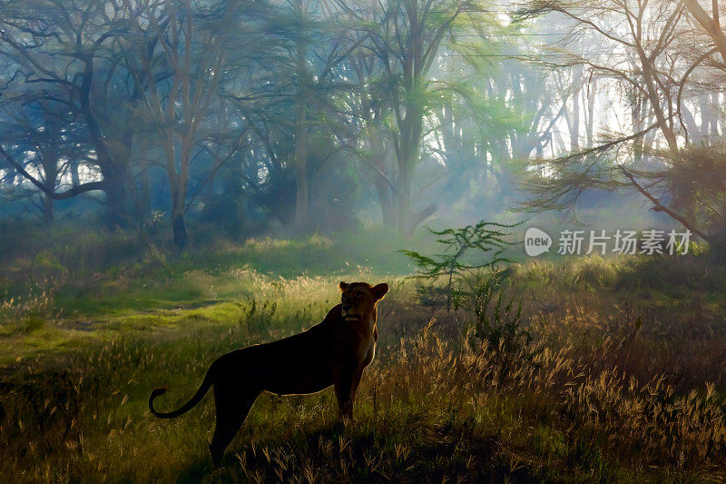 清晨，纳库鲁国家公园的母狮在狩猎