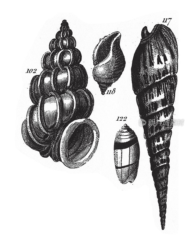 鳞虫，孔虫门、腔肠门和软体动物雕刻古董插图的代表，1851年出版