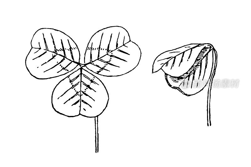 三叶草或三叶草是三叶草属植物的常见名称，在白天和晚上