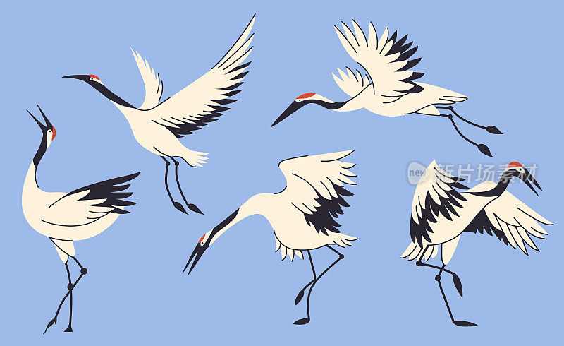 鹤鸟收集孤立的载体插图。