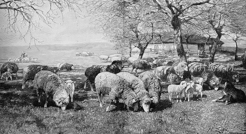 羊群在春天的阳光下