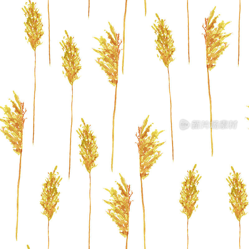重复纹理黄金干甘蔗芦苇草在白色的背景。水彩手绘插图。干草墙纸或数码纸。波西米亚风格的家庭装饰。