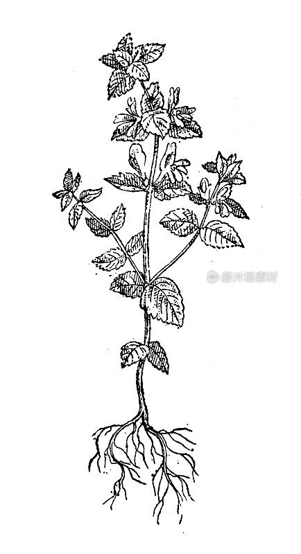 古董插图:Euphrasia，或eyebright